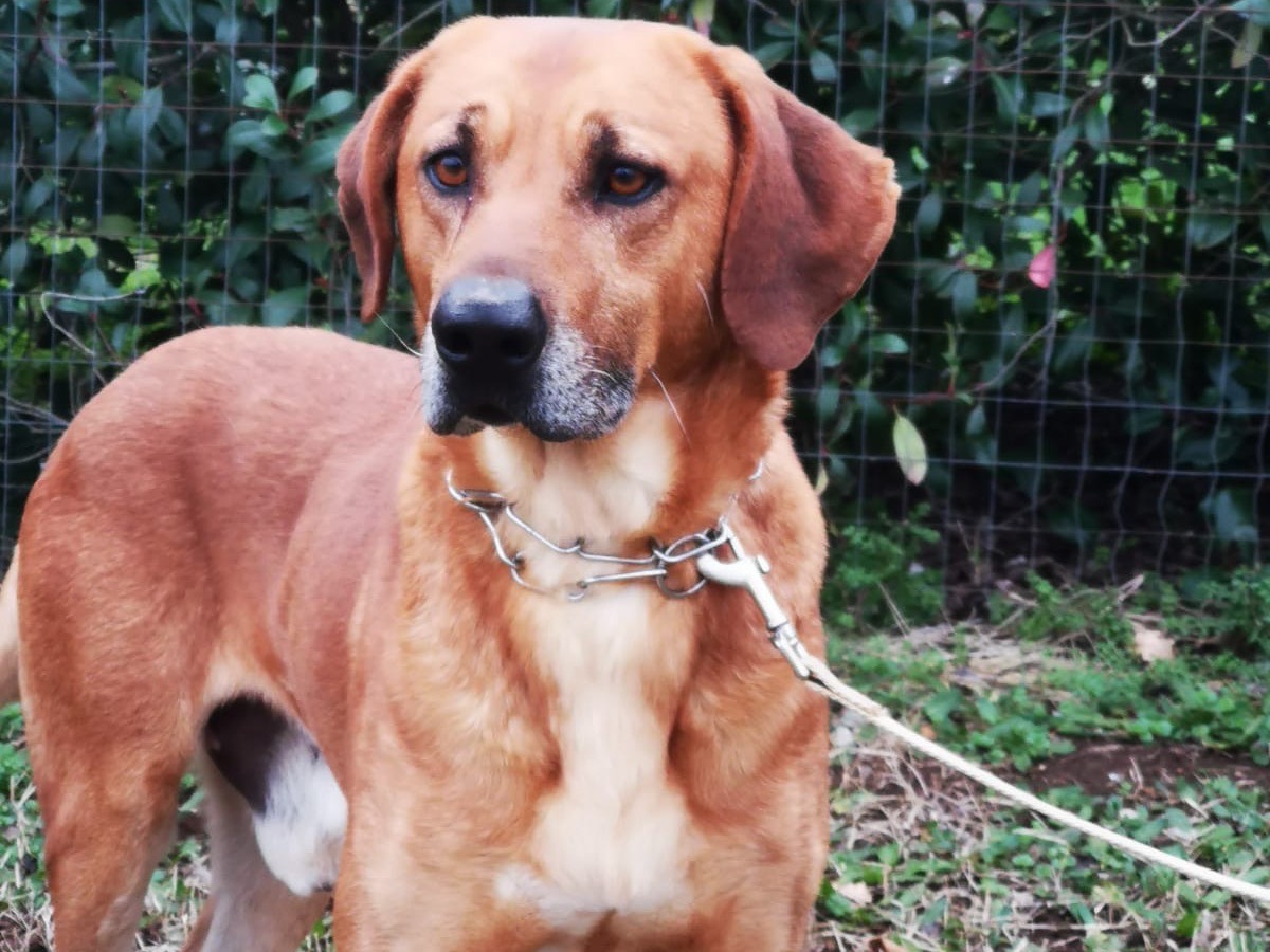 Adotta un cane, taglia grande, maschio, Roma