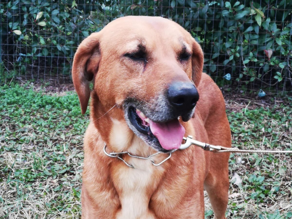 Vuoi adottare un cane a Roma?