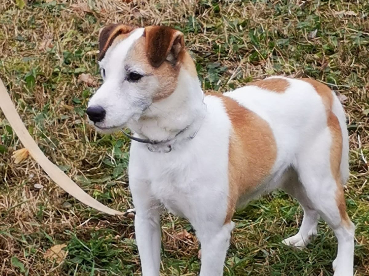 Adotta un cane, maschio, 4 anni  e 1 mese, Roma
