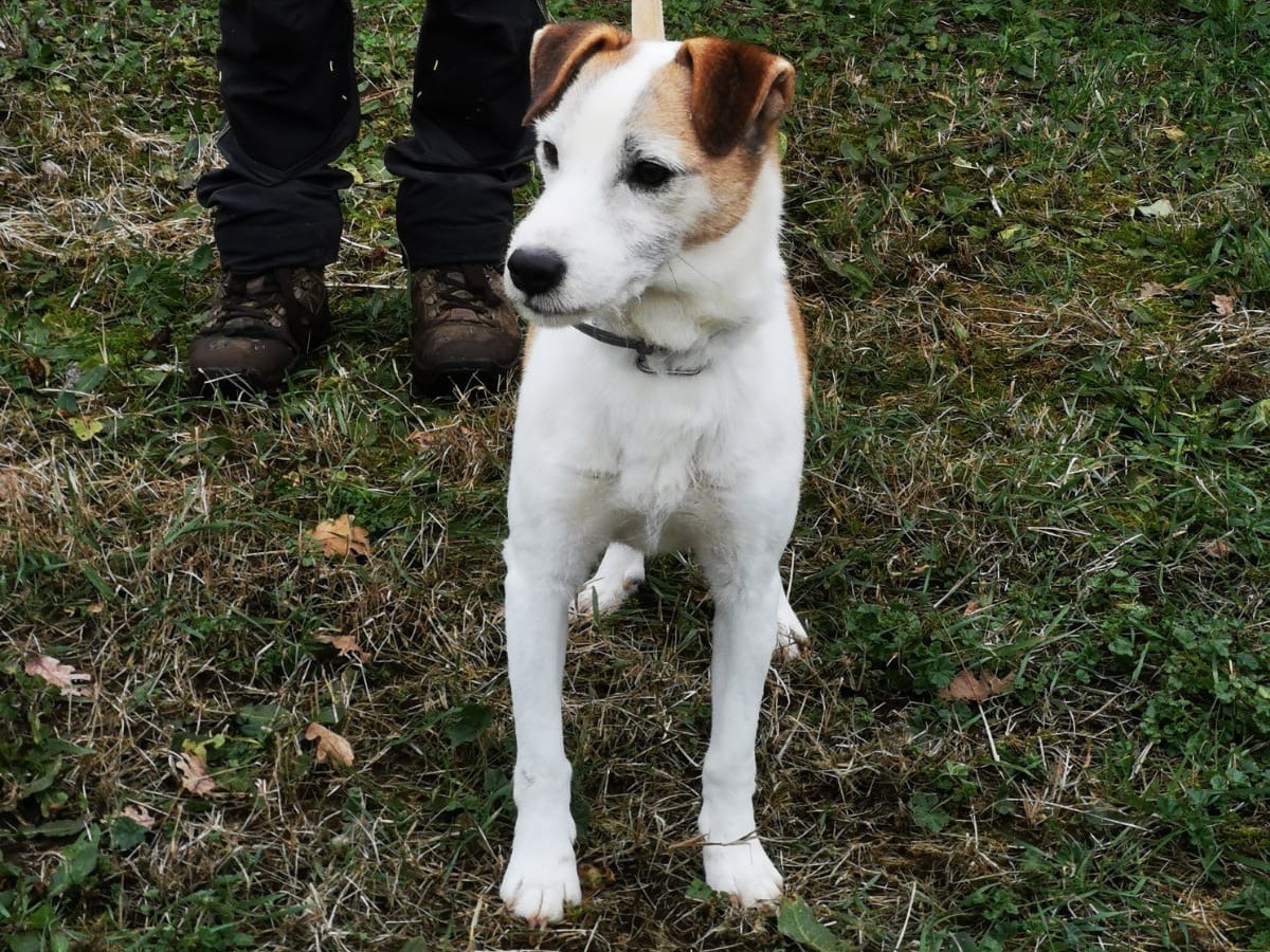 Adotta un cane, taglia piccola, maschio, Roma