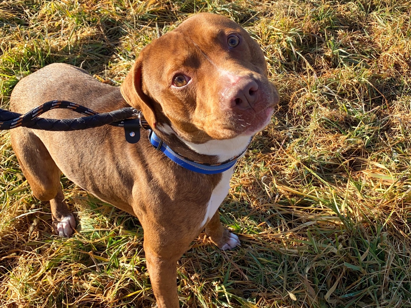 Adotta il cane Athos a Varese
