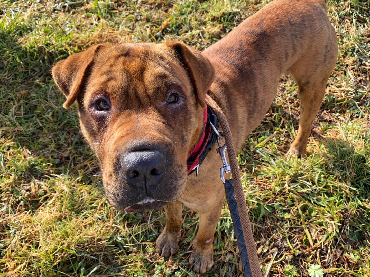 Adotta un cane, taglia media, maschio, Varese