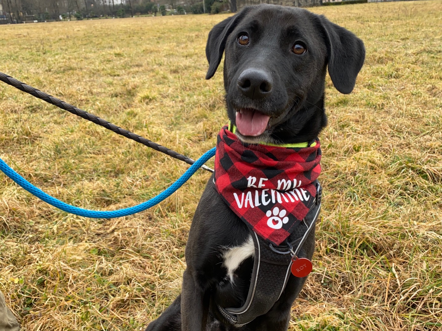 Adotta il cane Roy a Varese