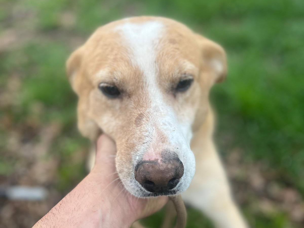 Adotta un cane, maschio, 10 anni  e 3 mesi , Latina