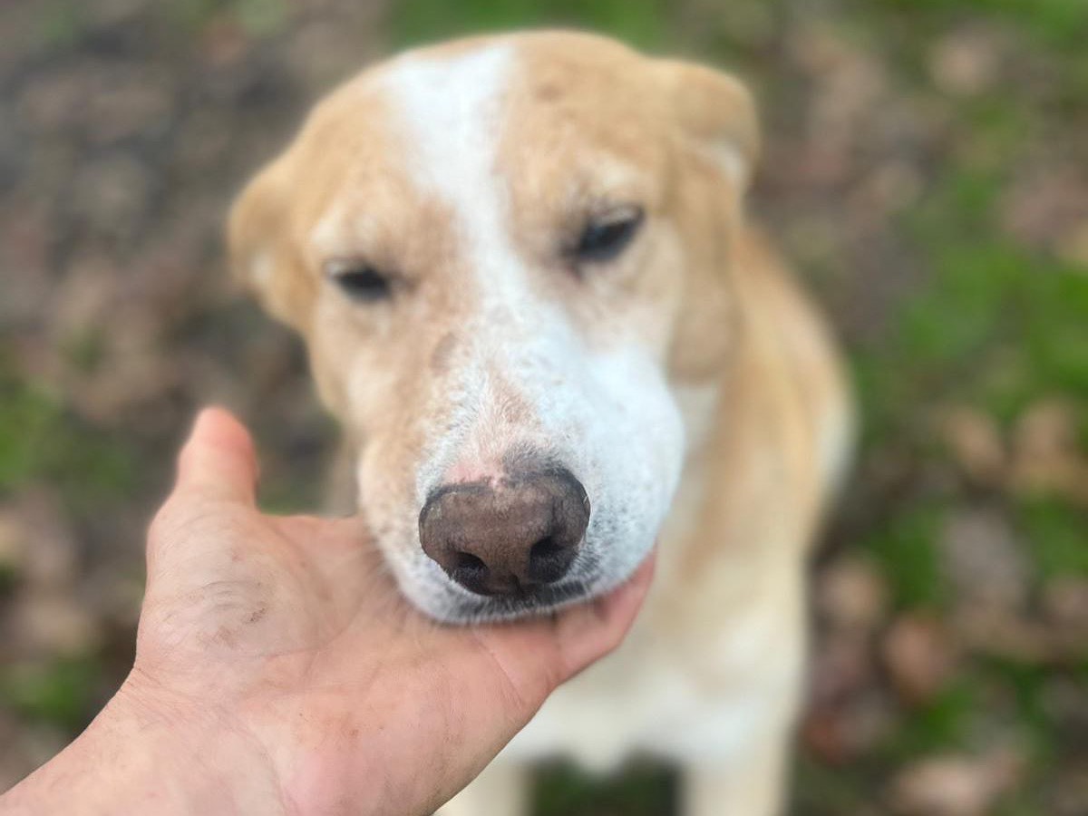 Adotta un cane, taglia piccola, maschio, Latina