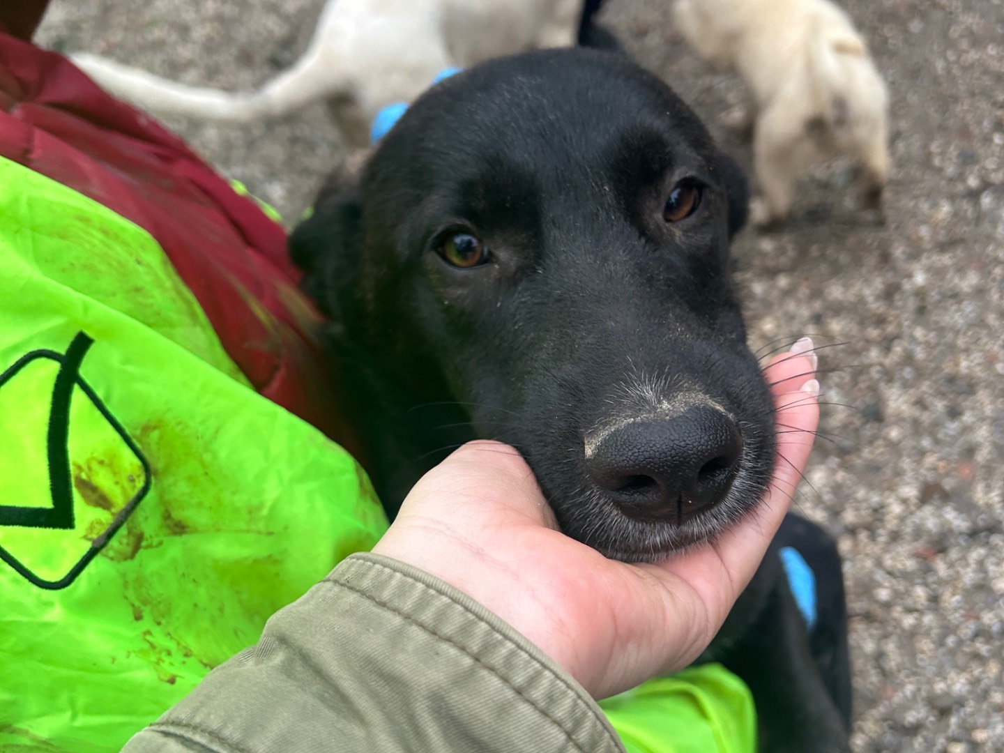 Adotta un cane, maschio, 6 mesi, Lucca