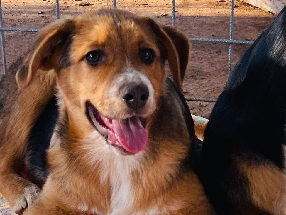 Adotta il cane Piter a Bari