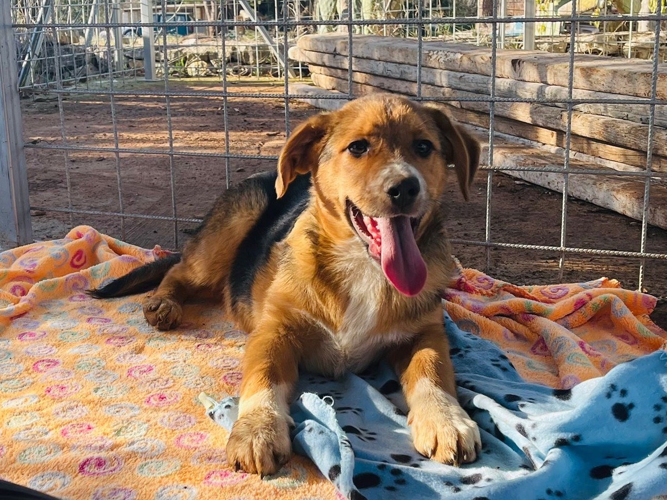 Adotta un cane, taglia media, maschio, Bari