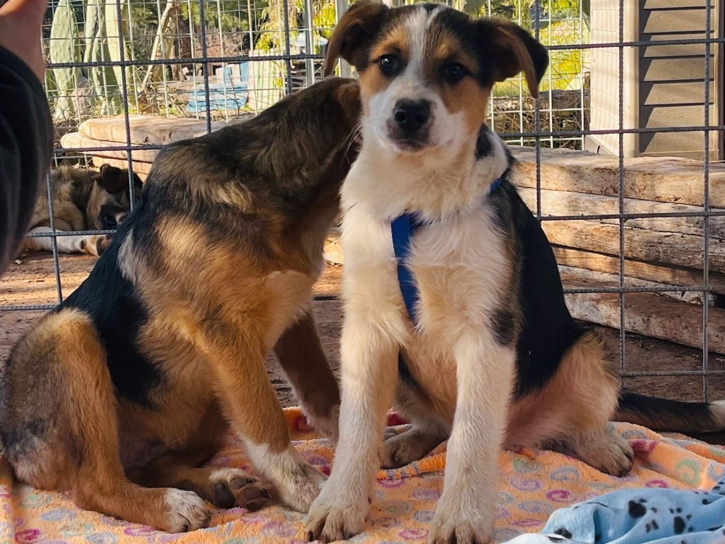 Adotta un cane, maschio, 8 mesi, Bari