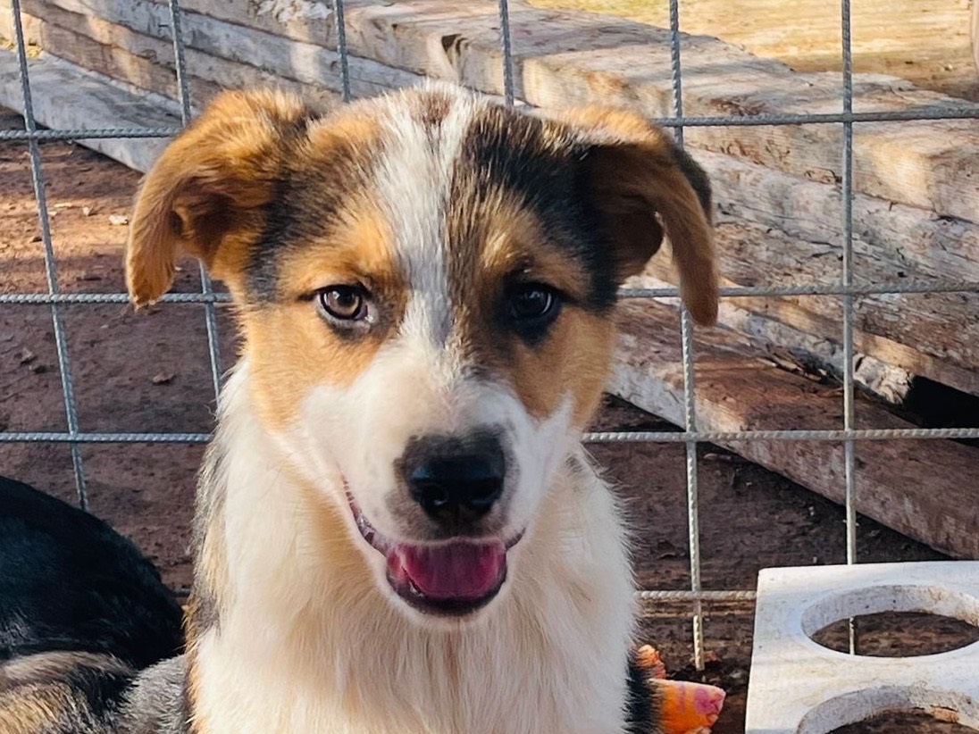 Adotta un cane, taglia media, maschio, Bari