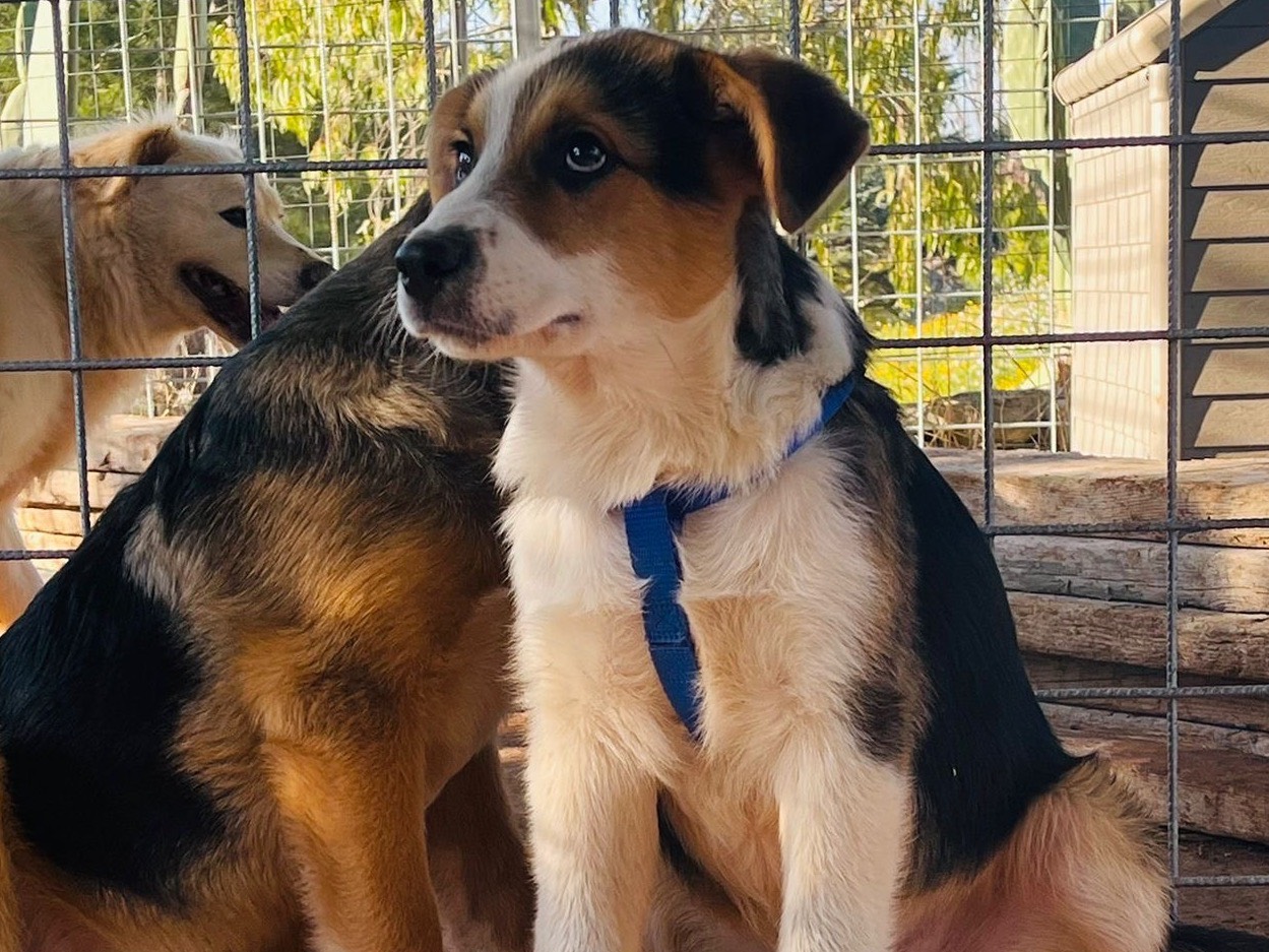 Vuoi adottare un cane a Bari?