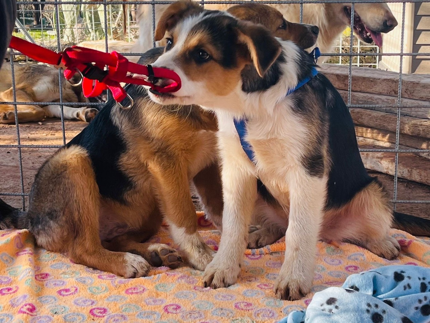 Adotta il cane Beethoven  a Bari