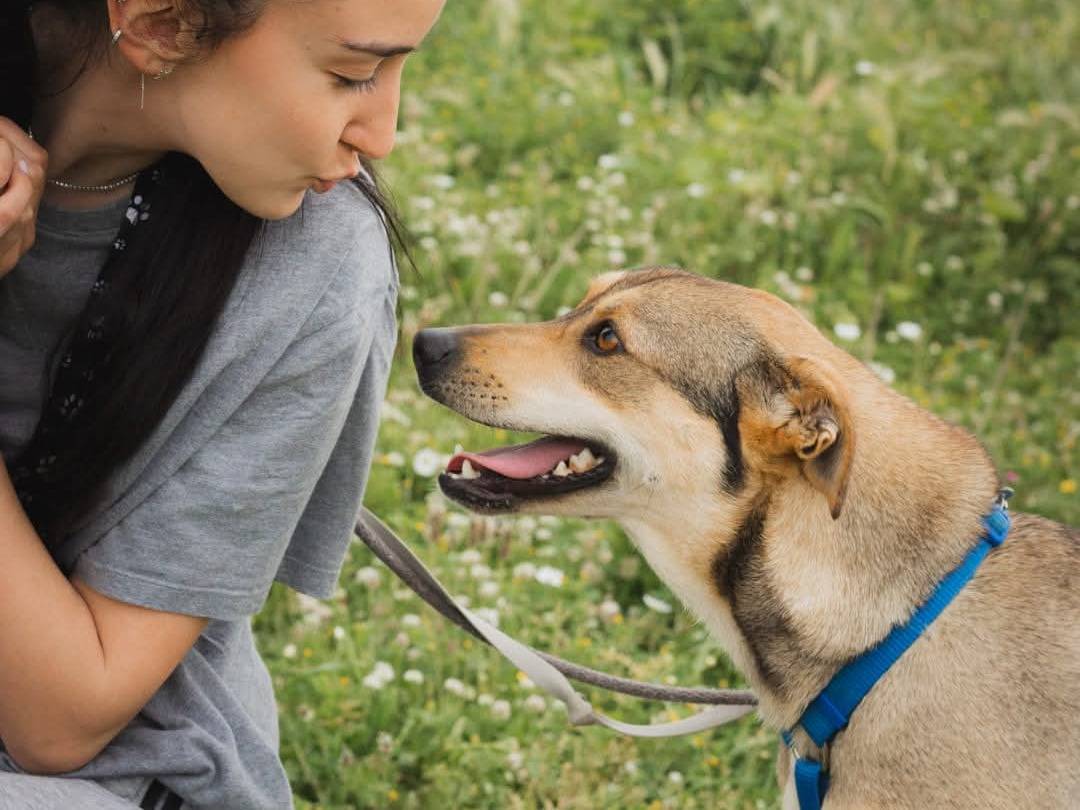 Adotta un cane, femmina, 3 anni  e 11 mesi , Caserta