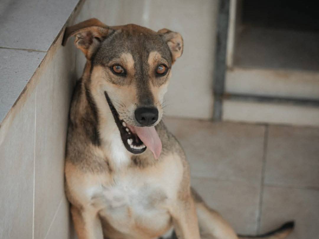 Adotta un cane, taglia media, femmina, Caserta