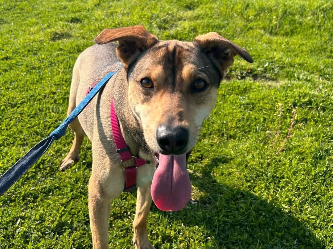 Vuoi adottare un cane a Caserta?