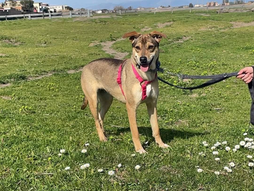 Adotta il cane Azzurra  a Caserta