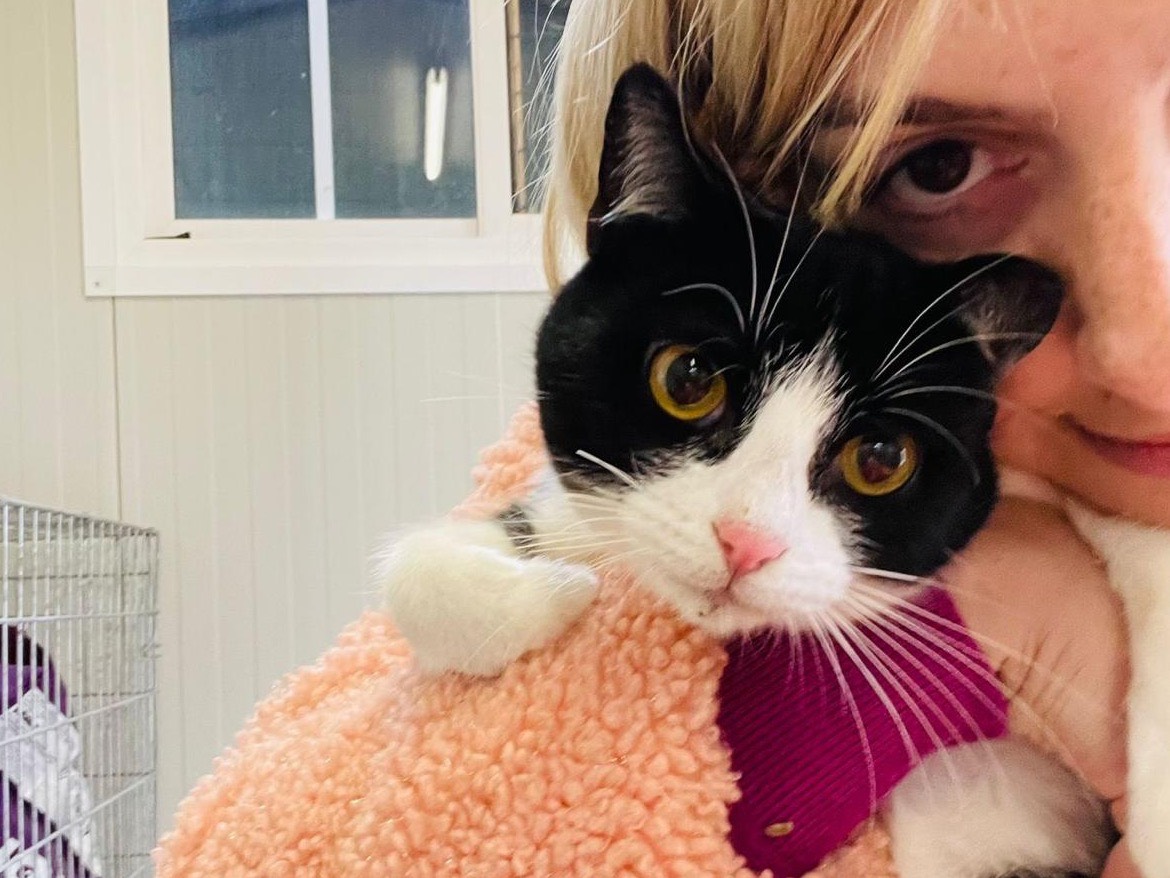 Adotta un gatto, maschio, 10 mesi, Bari