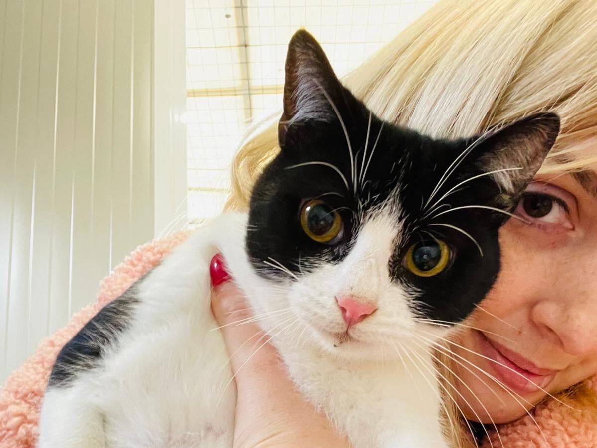 Adotta un gatto, taglia non valida, maschio, Bari
