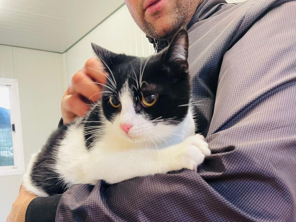 Adotta il gatto Benjie a Bari