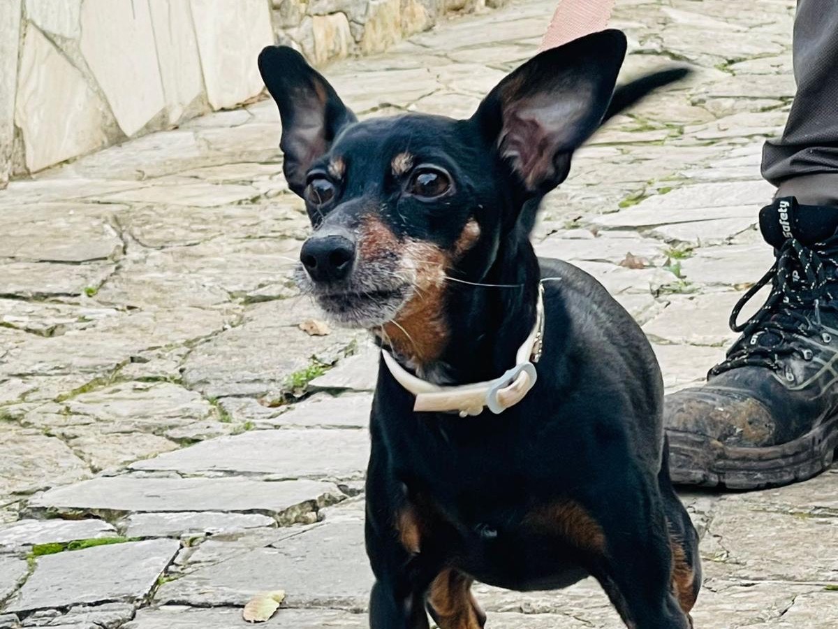 Foto dell'animale