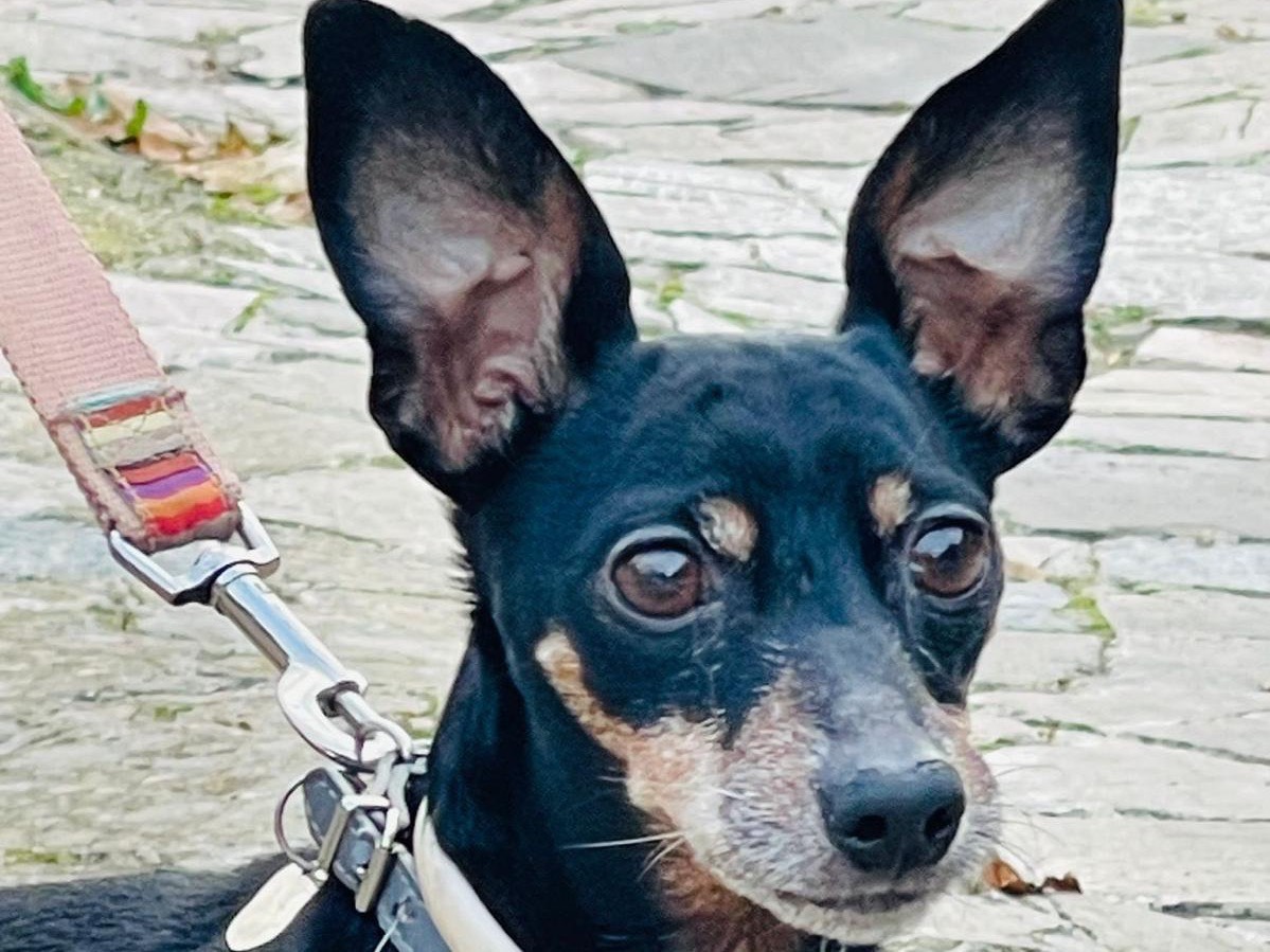 Adotta un cane, maschio, 14 anni  e 3 mesi , Bari