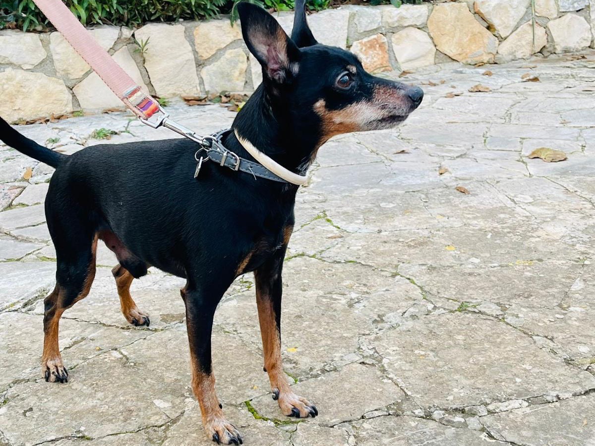 Adotta un cane, taglia piccola, maschio, Bari