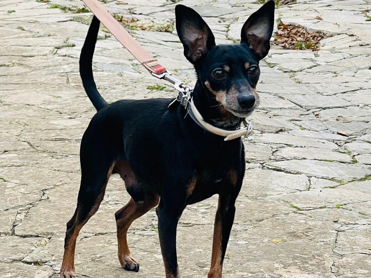 Vuoi adottare un cane a Bari?