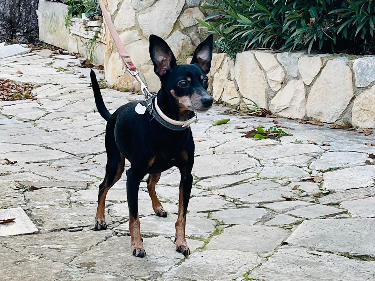 Adotta il cane Simba a Bari