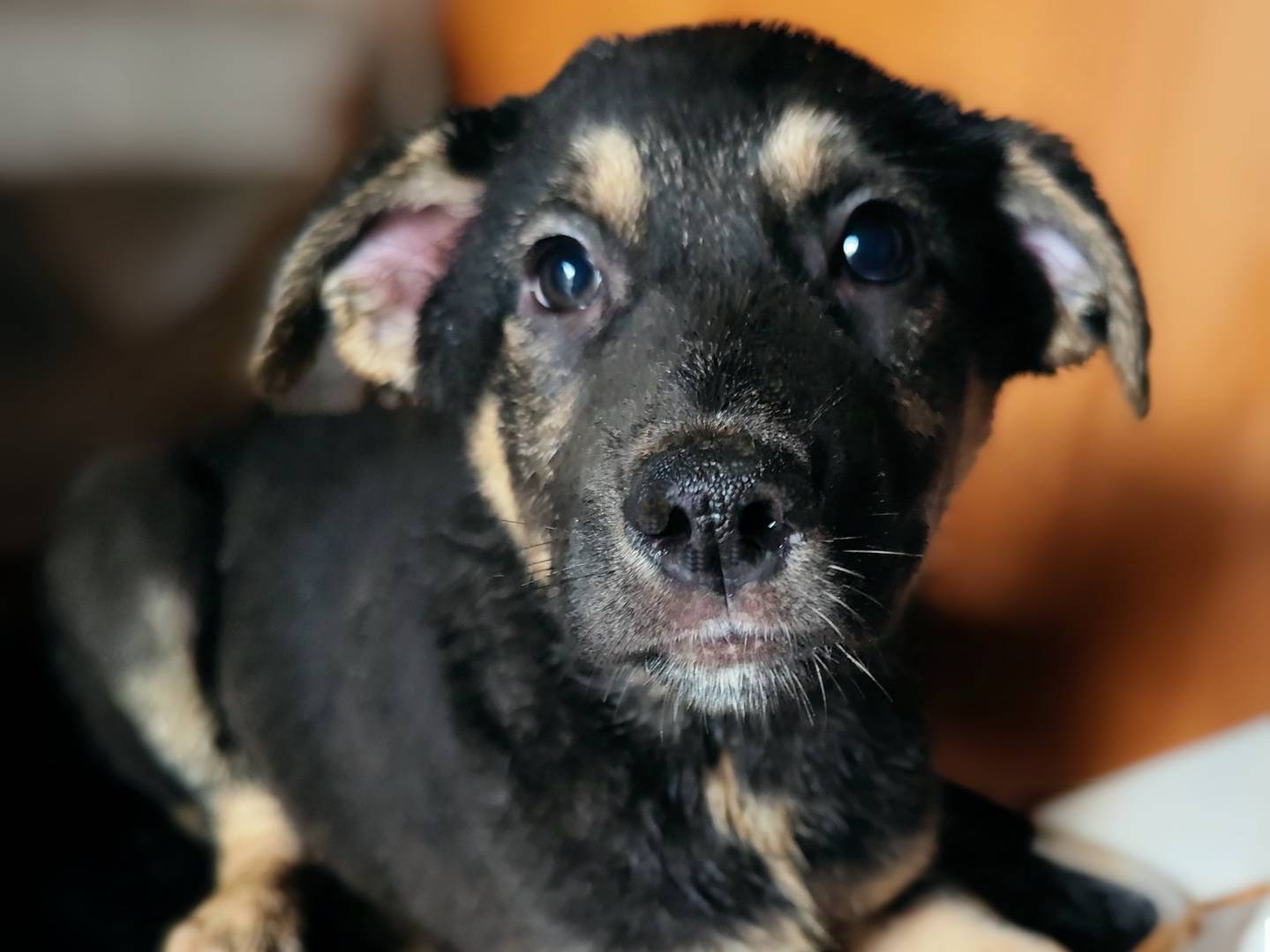 Foto dell'animale