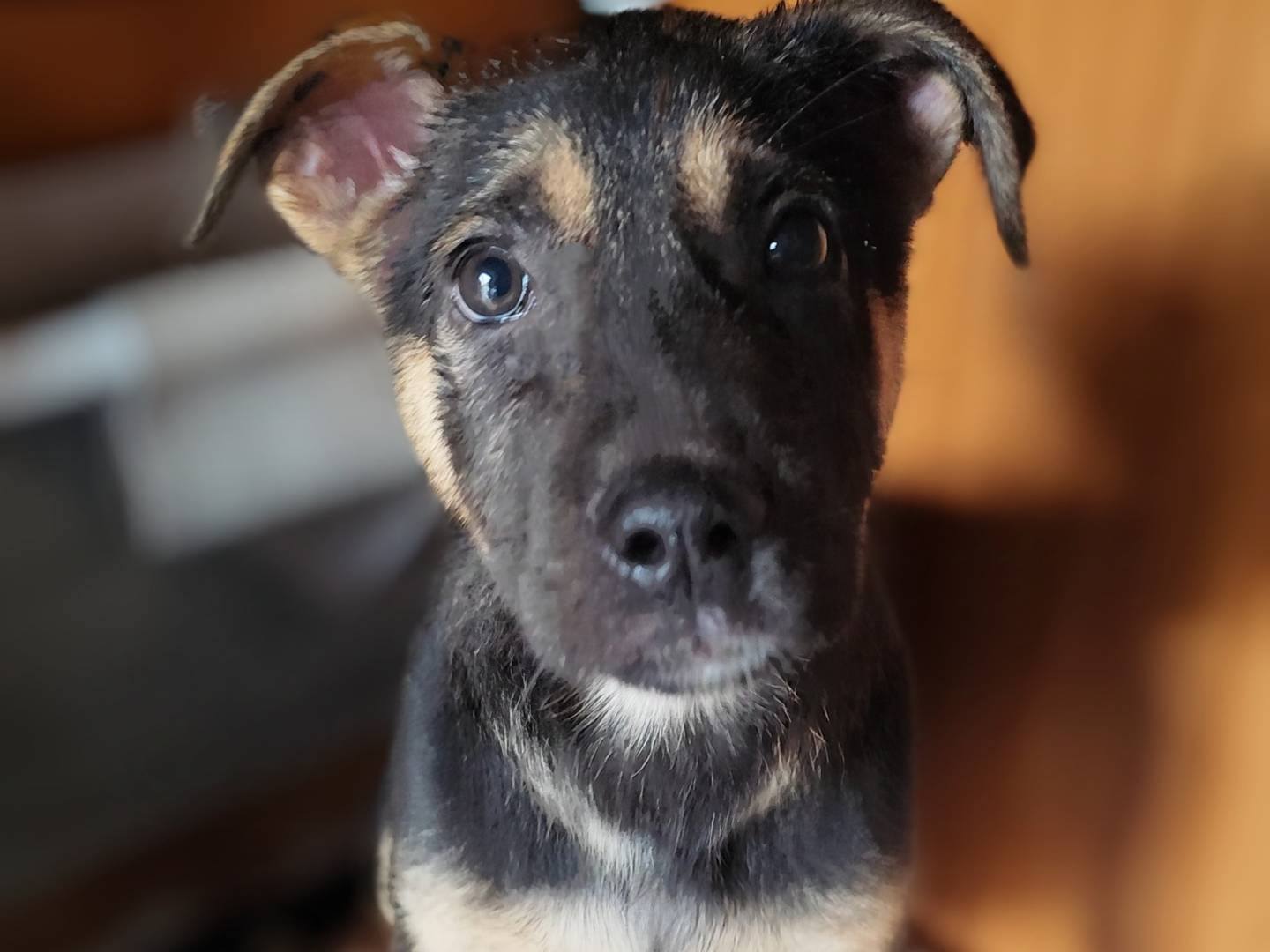 Foto dell'animale