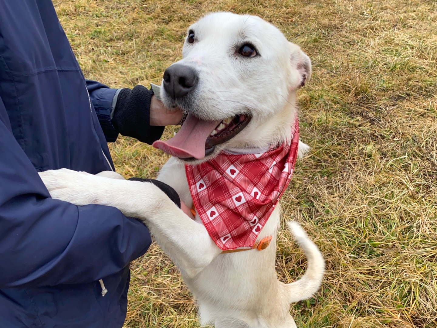 Adotta un cane, taglia media, femmina, Varese