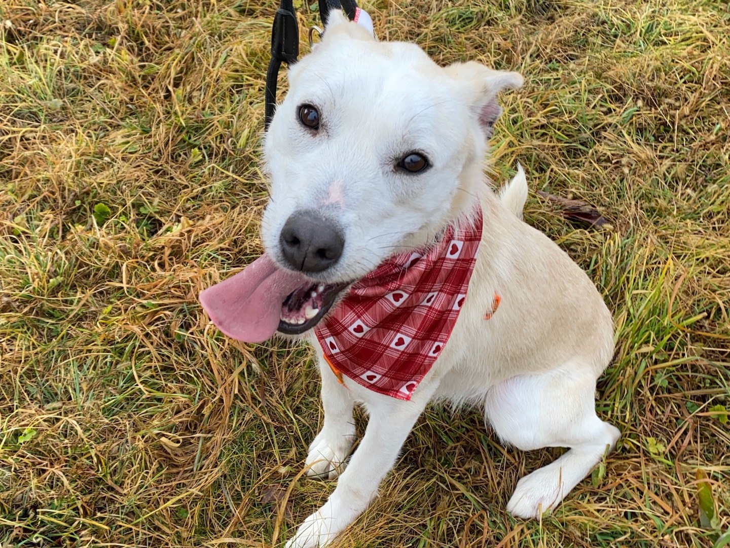 Vuoi adottare un cane a Varese?