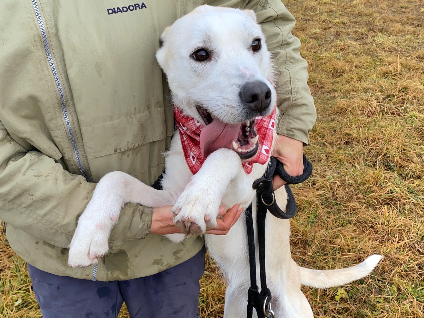 Adotta il cane Zulema a Varese