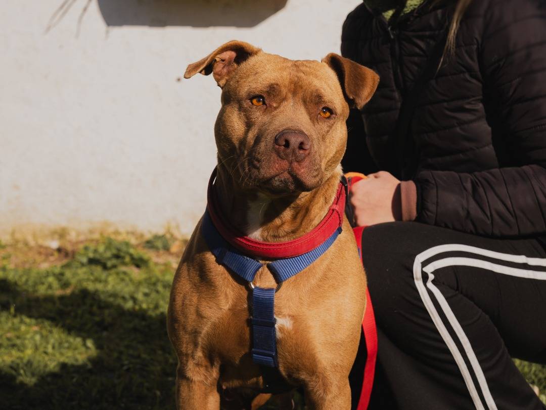 Adotta un cane, femmina, 4 anni , Caserta