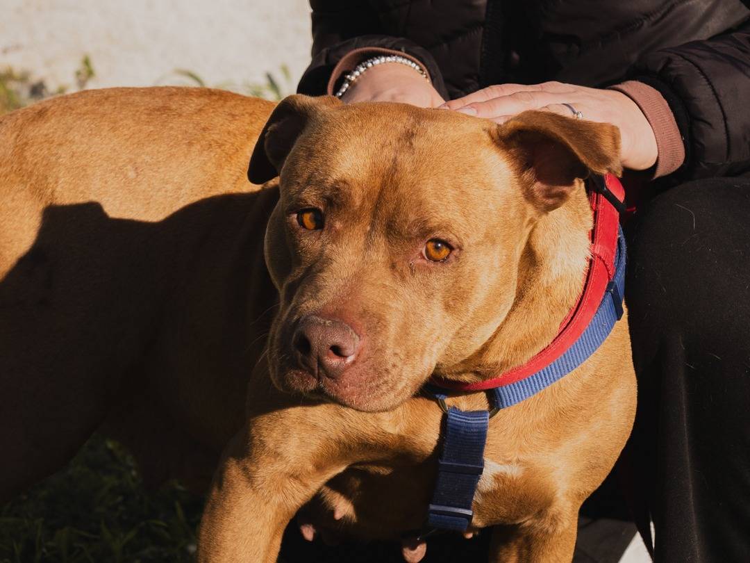 Adotta un cane, taglia grande, femmina, Caserta