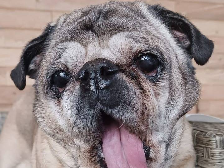 Adotta un cane, maschio, 12 anni  e 1 mese, Monza