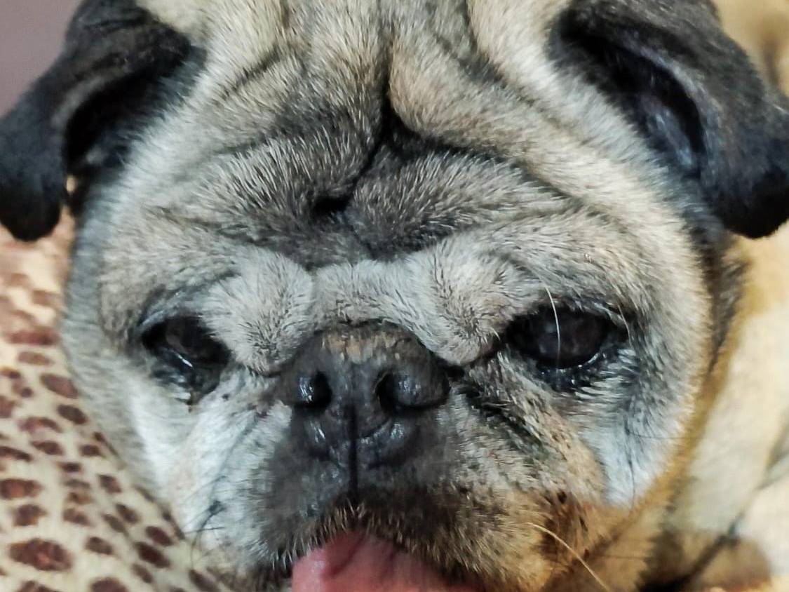 Adotta un cane, taglia piccola, maschio, Monza