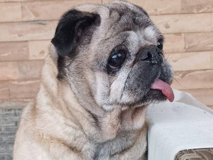 Vuoi adottare un cane a Monza?
