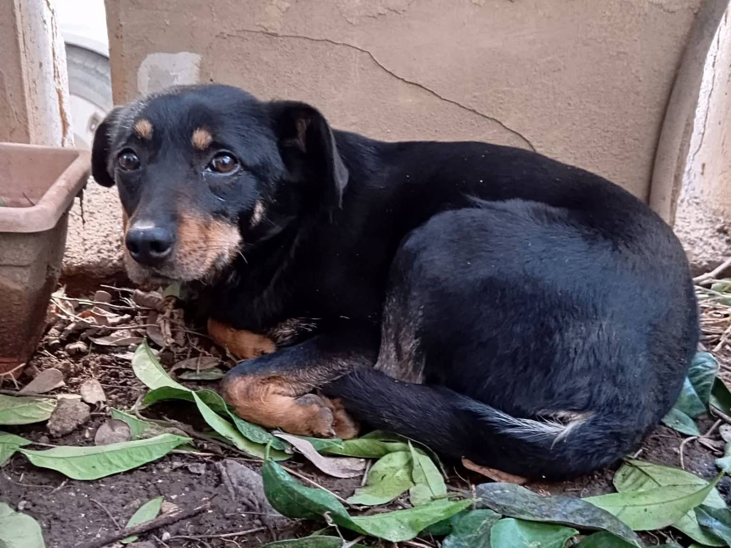 Adotta un cane, femmina, 1 anno e 11 mesi , Caserta