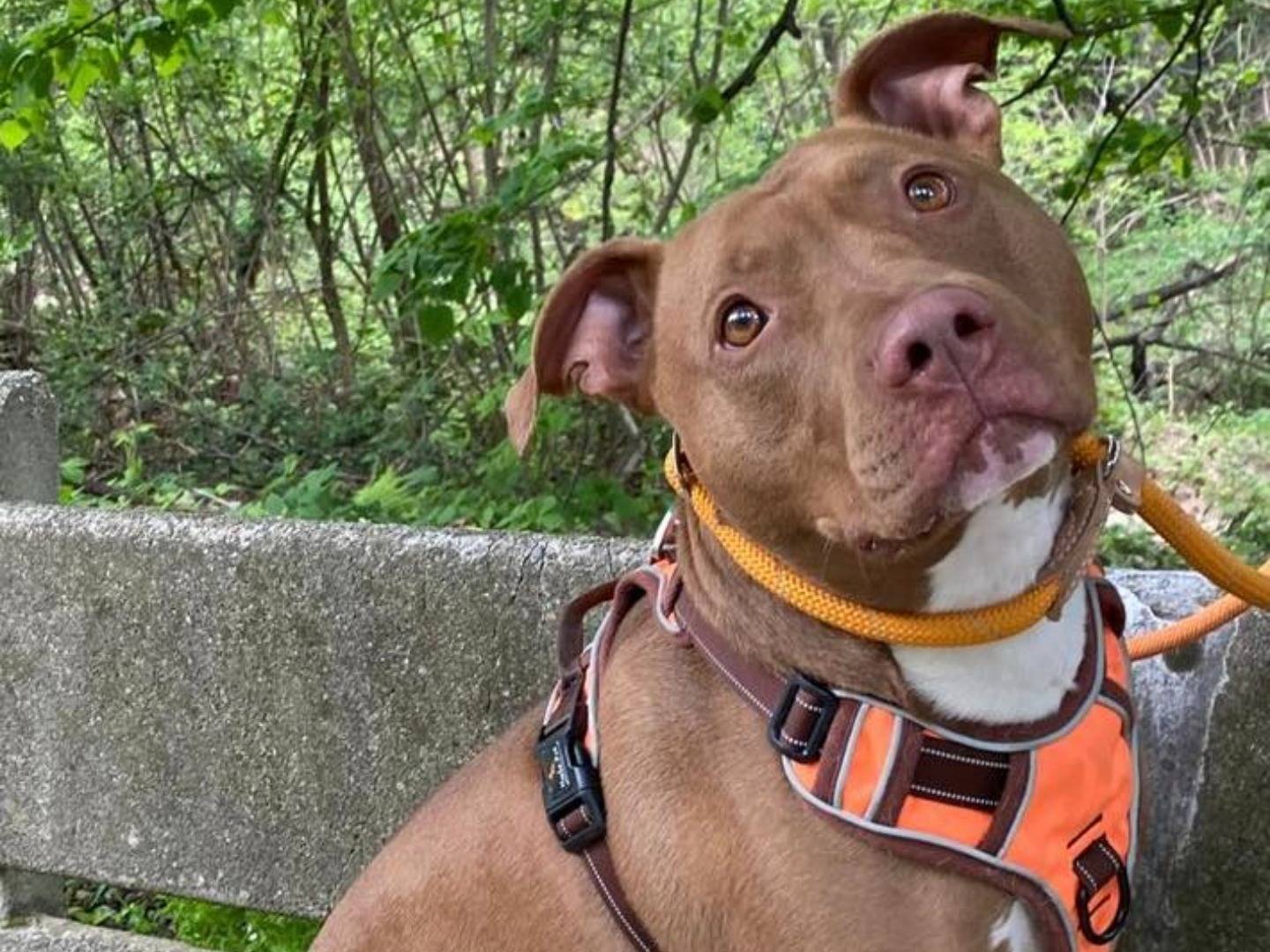 Adotta un cane, maschio, 4 anni  e 1 mese, Varese