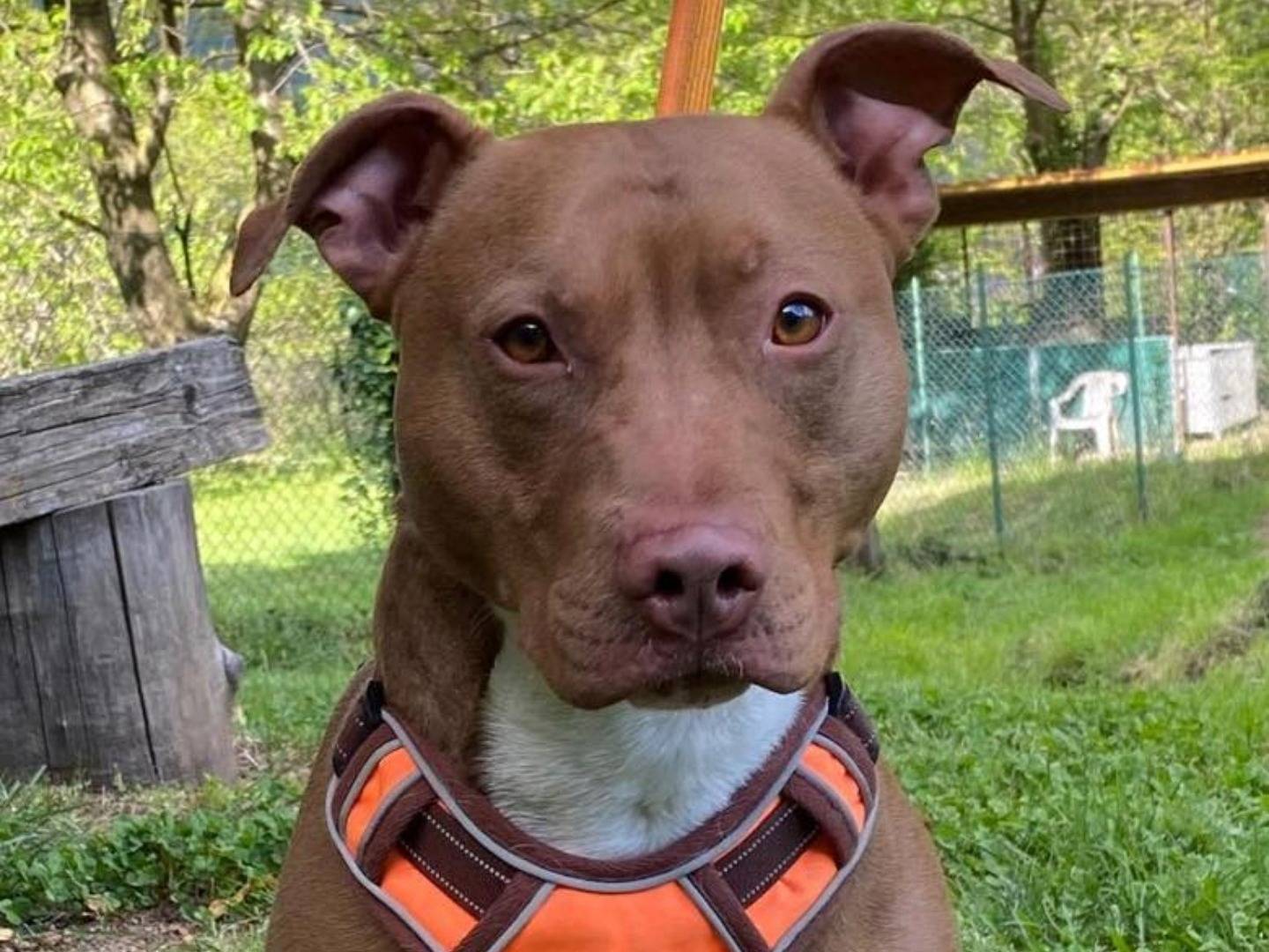 Adotta un cane, taglia media, maschio, Varese