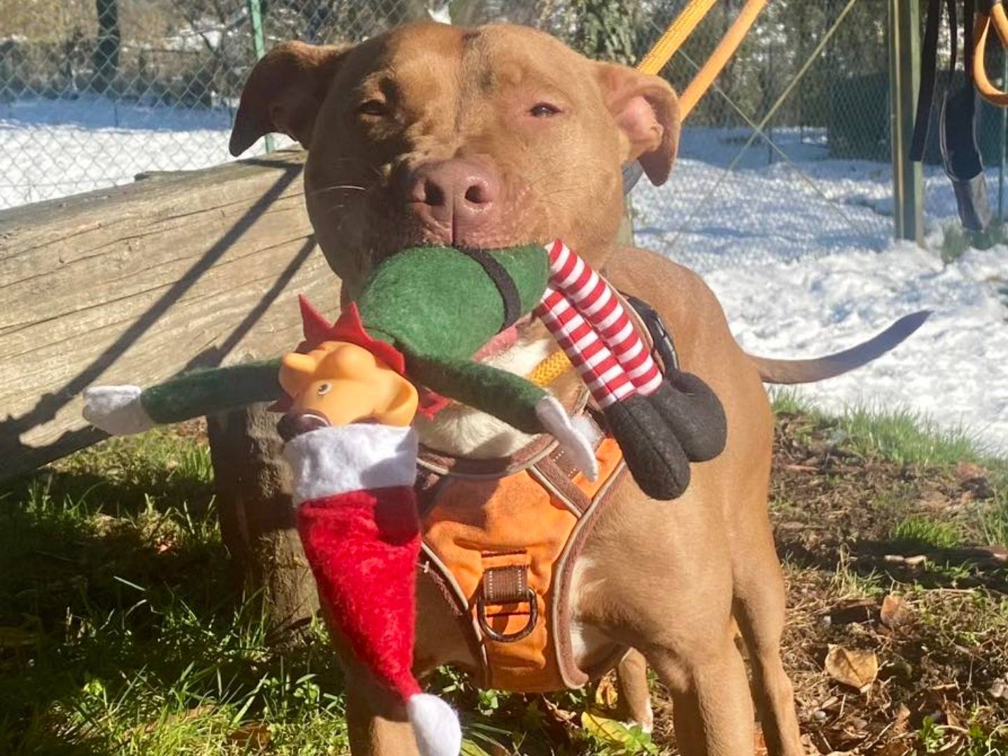 Vuoi adottare un cane a Varese?