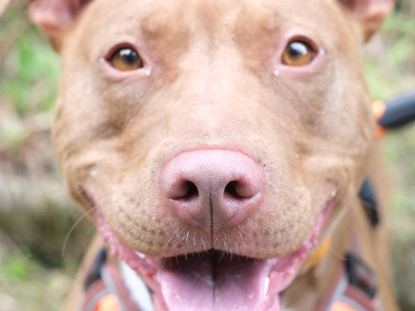 Adotta il cane Tyson a Varese