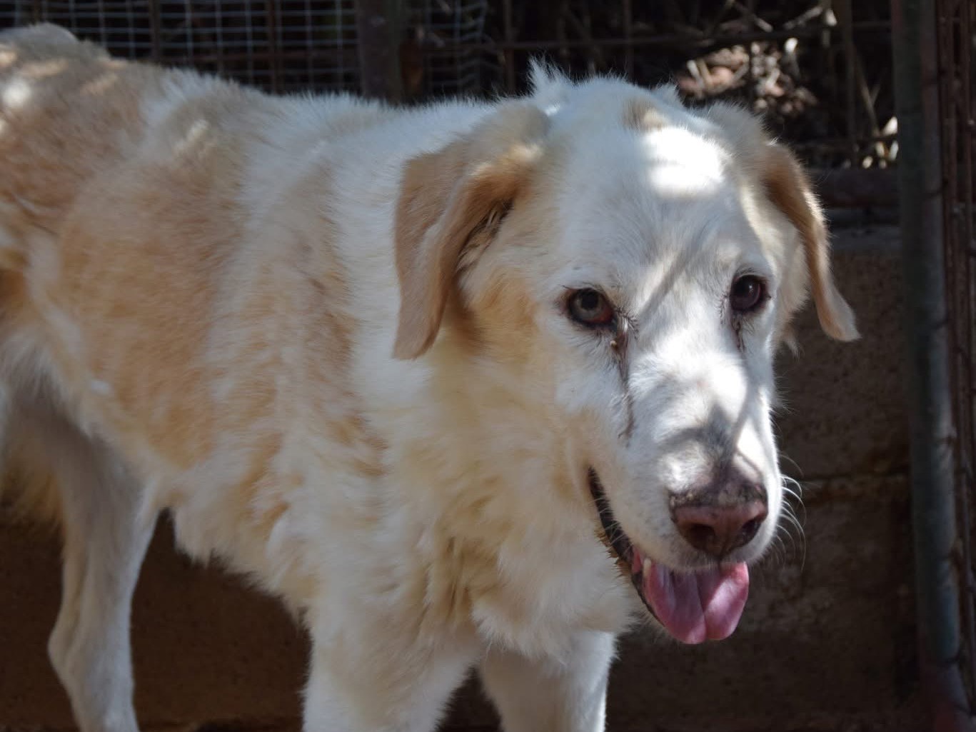 Adotta un cane, maschio, 10 anni  e 4 mesi , Pescara