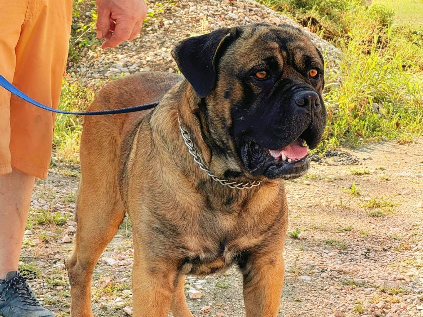 Foto dell'animale
