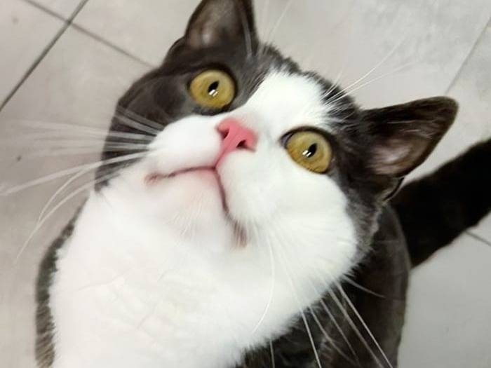 Adozione gatto, maschio, Razza sconosciuta Razza sconosciuta, 2 anni e 6 mesi, taglia non valida, Verona