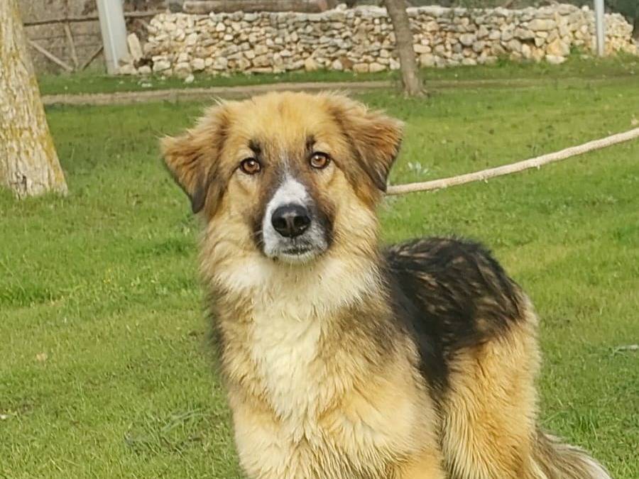 Adotta un cane, femmina, 1 anno e 9 mesi , Bari