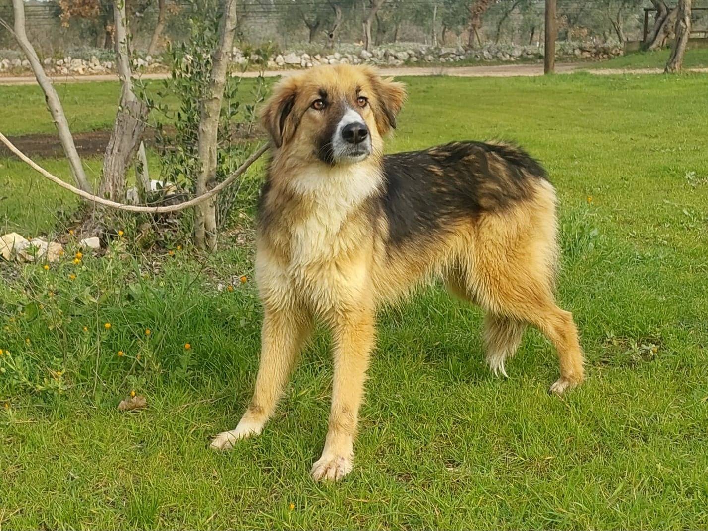 Adotta un cane, taglia media, femmina, Bari