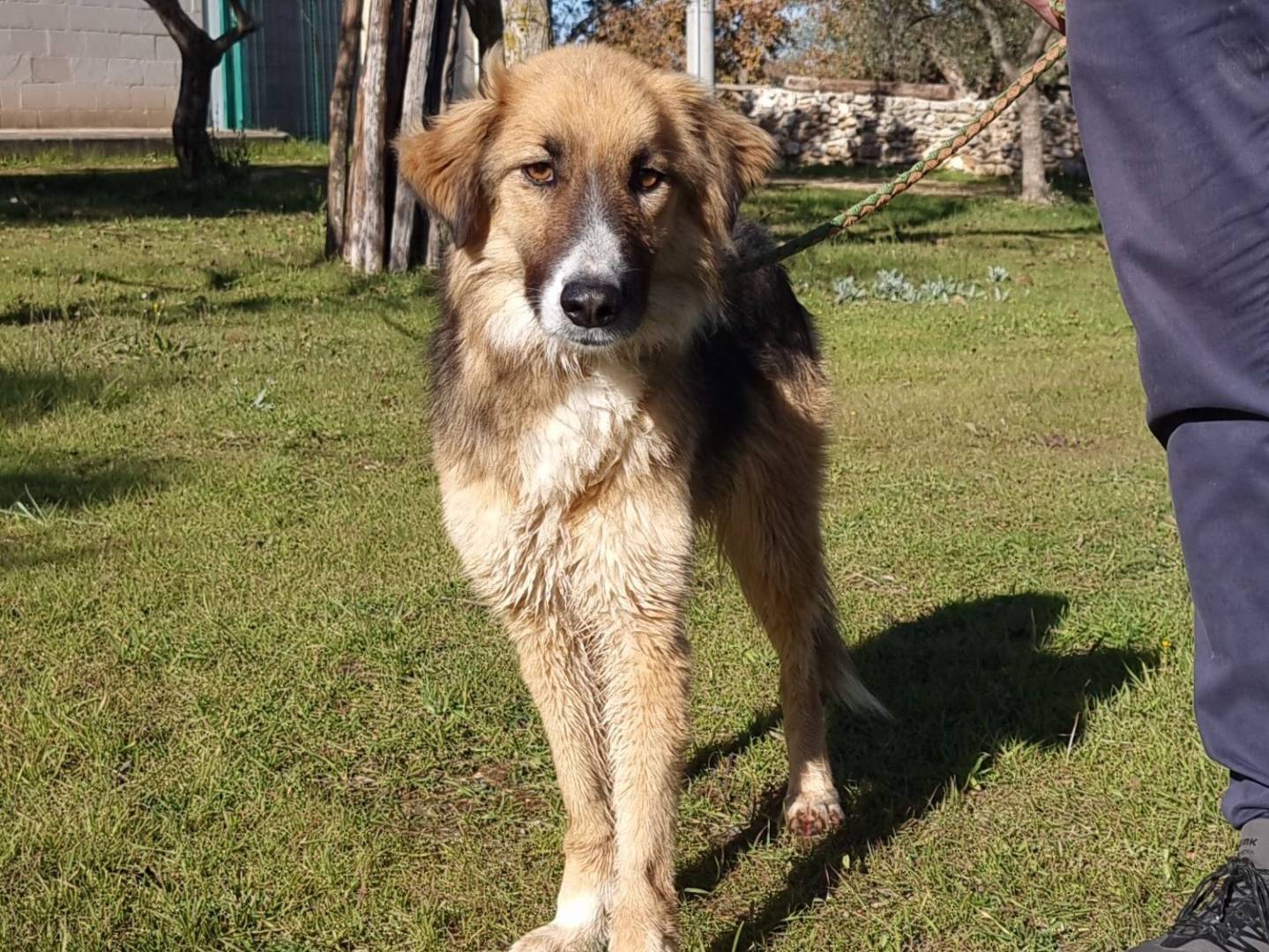Adotta il cane REVE a Bari