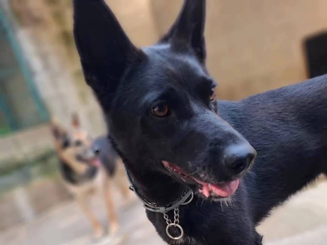 Adozione cane, femmina, Razza sconosciuta Razza sconosciuta, 2 anni  e 9 mesi , taglia media, Genova